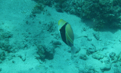 Rhinecanthus rectangulus