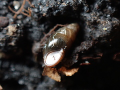 Cochlicopa lubrica