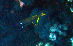 Xanthichthys auromarginatus
