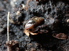 Cochlicopa lubrica