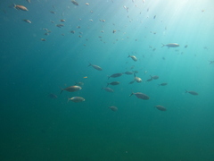 Caranx caballus
