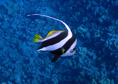 Heniochus diphreutes