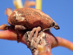 Oxyops fasciatus