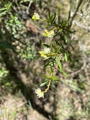 Croton cuchillae-nigrae