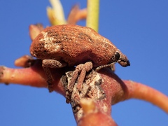 Oxyops fasciatus