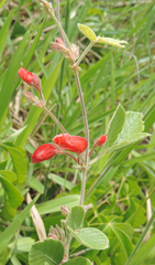 Periandra coccinea