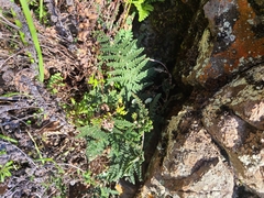 Myriopteris intertexta