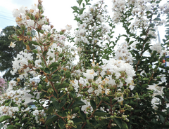 Lagerstroemia indica