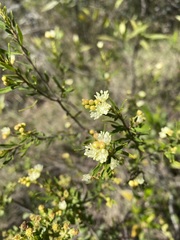Croton cuchillae-nigrae