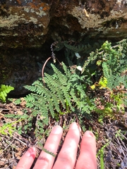 Myriopteris intertexta