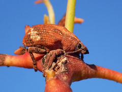 Oxyops fasciatus