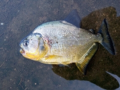 Serrasalmus maculatus