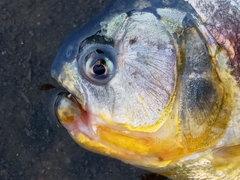 Serrasalmus maculatus