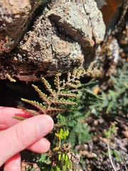 Myriopteris intertexta