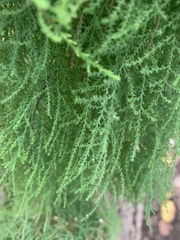 Tamarix chinensis