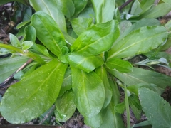 Gamochaeta americana