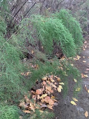 Tamarix chinensis