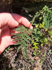 Myriopteris intertexta