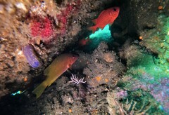 Lutjanus argentiventris