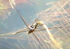 Limnogonus fossarum fossarum