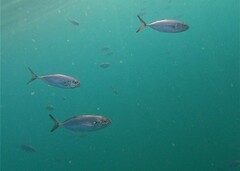 Caranx caballus