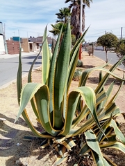 Agave americana