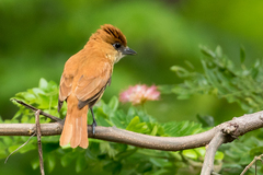 Pachyramphus homochrous