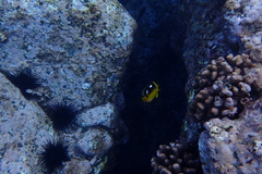 Chaetodon quadrimaculatus