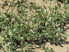 Heliotropium veronicifolium