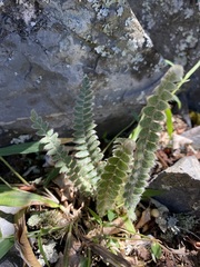 Pleopeltis lepidopteris