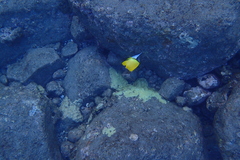 Forcipiger flavissimus