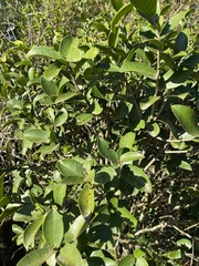 Daphnopsis racemosa