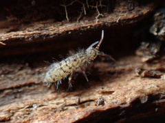 Orchesella villosa