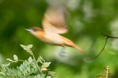 Pachyramphus homochrous