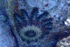 Acanthaster