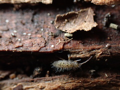 Orchesella villosa