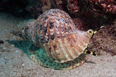 Charonia tritonis