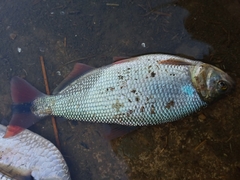 Brycon orbignyanus