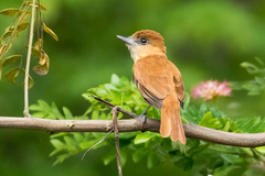 Pachyramphus homochrous