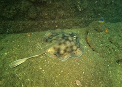 Urobatis concentricus