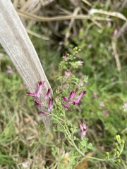 Fumaria