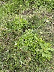 Ranunculus apiifolius