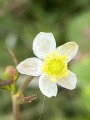 Ranunculus apiifolius