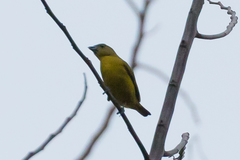 Euphonia saturata