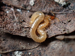 Geophilidae