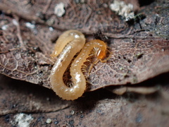 Geophilidae