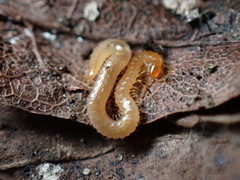 Geophilidae