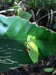 Hylomantis granulosa