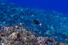 Melichthys vidua