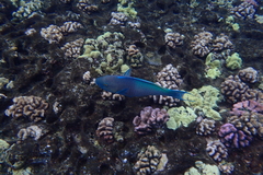 Chlorurus perspicillatus